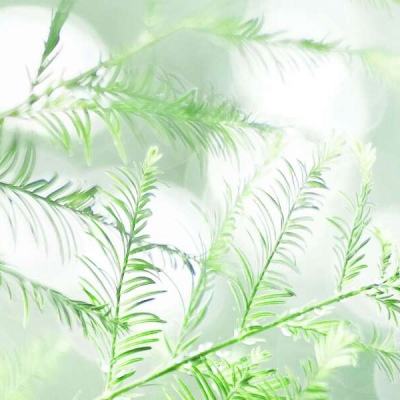 超凡雪鹰手游